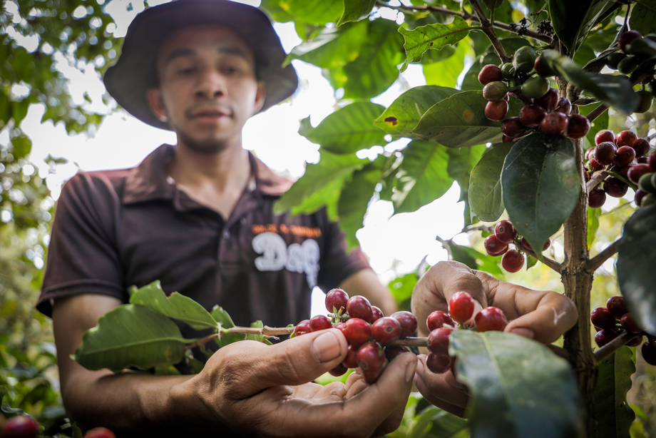 SAG-pro Occidente impulsa la calidad del café en Intibucá